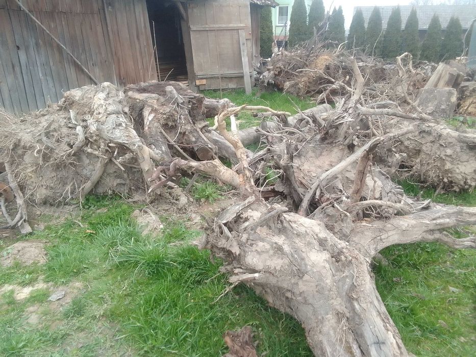 Oddam korzenie za darmo