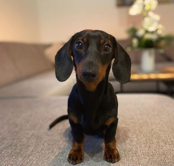 Чорнопідпалий хлопчик карликових міні такс