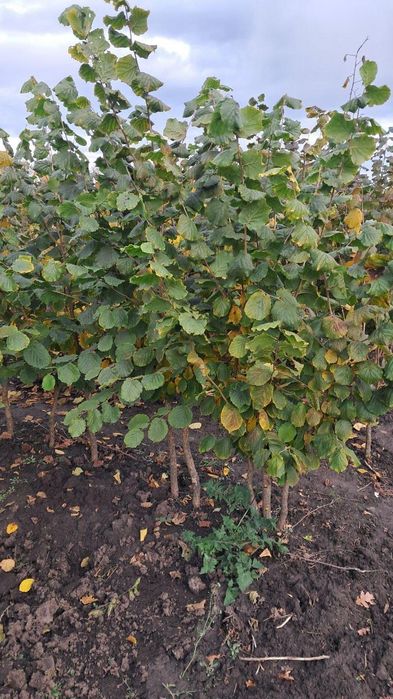 Продам саджанці фундука на ведмежому горісі.