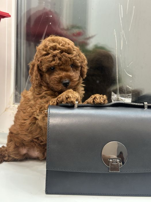 Щенки той пудель киев