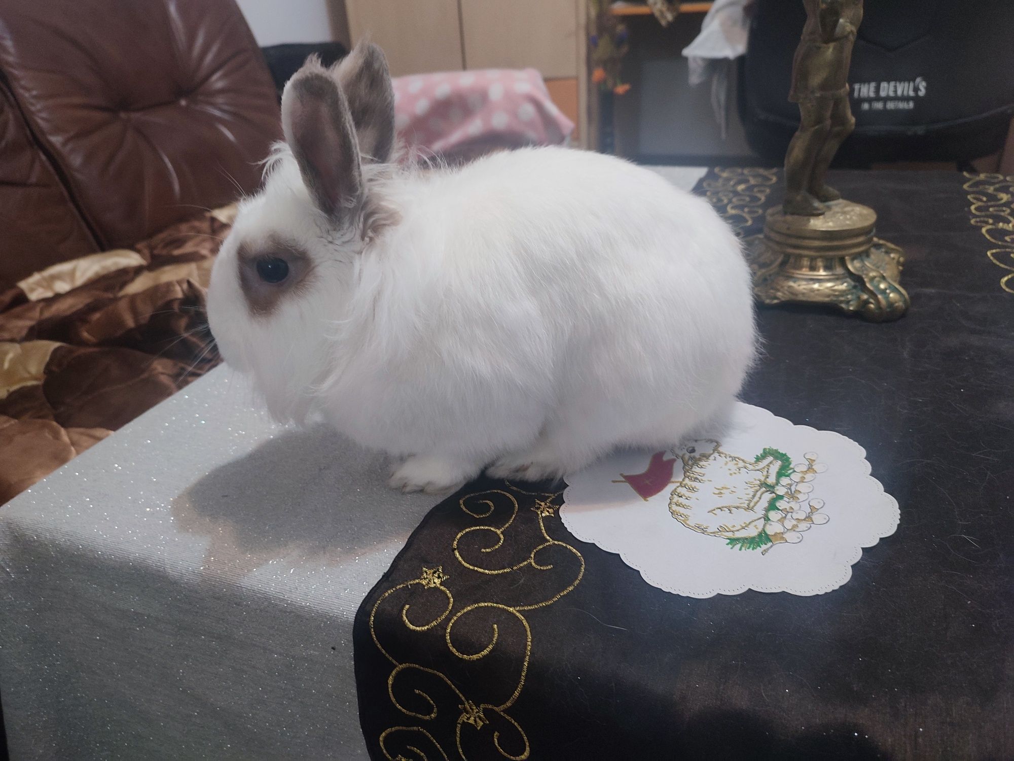 Oddam białego królika miniaturkę