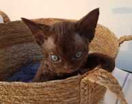 czekoladowa kotka Devon Rex
