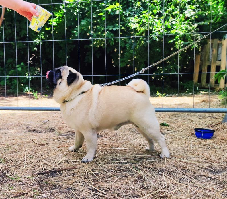 Мопс открыт для вязок