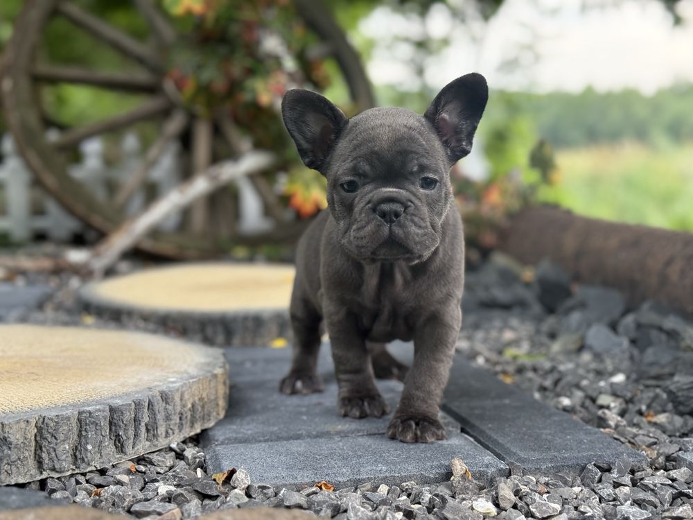 Buldog francuski suczka