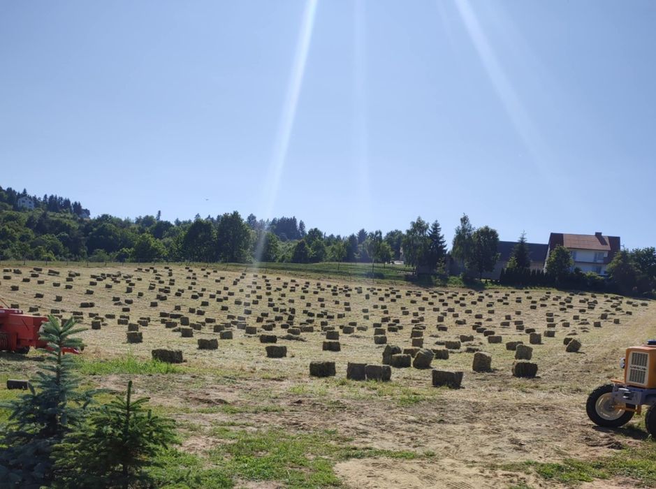 Siano tegoroczne 2025 1 pokos   duża kostka sipma z-224  transport