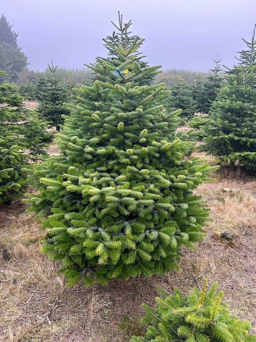 JODLA KAUKASKA !!! Jodła  !!! 200 - 280 CM! Choinki ! Piękne!