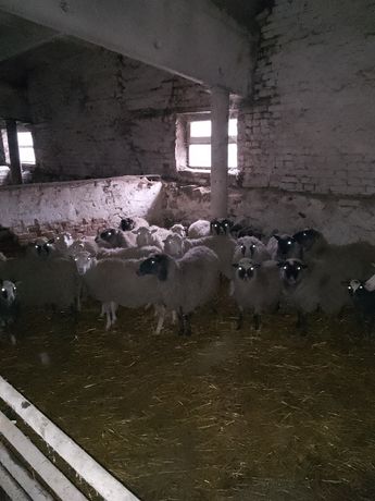 Продам вівці-барани