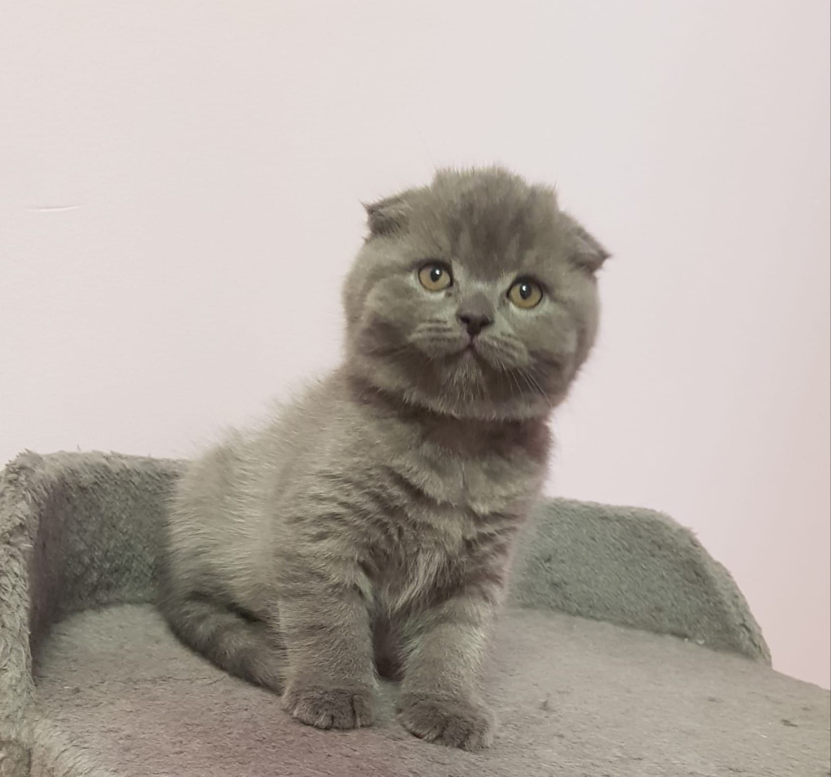 Scottish fold azul