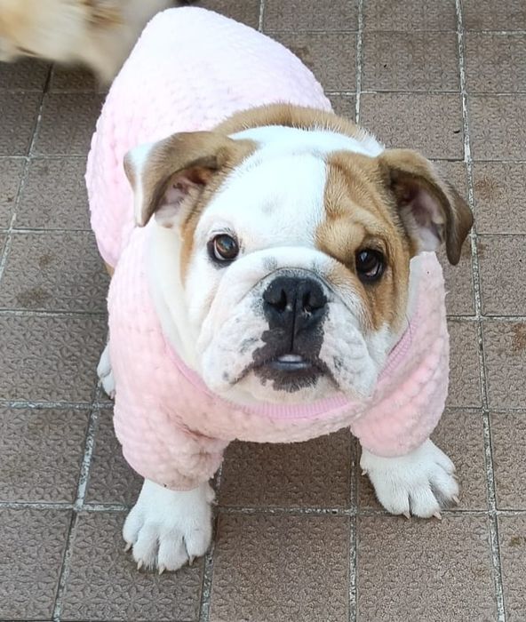 Bulldogs Ingleses