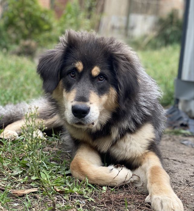 Неймовірна дівчинка мастифа європейка