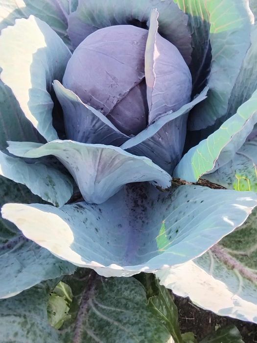 Kapusta czerwona kapusta włoska kapusta kamienna Głowa