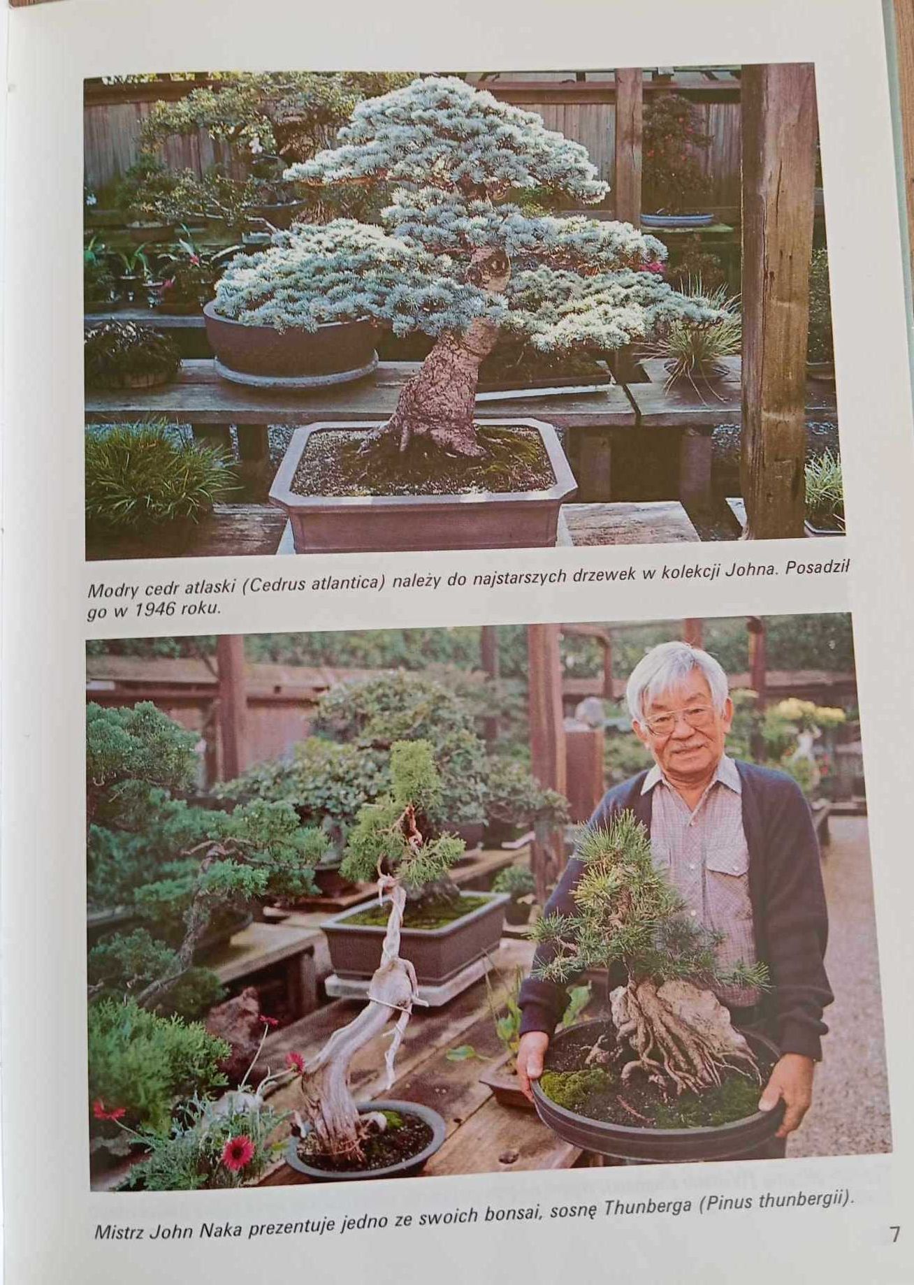 "Bonsai" rośliny w domu