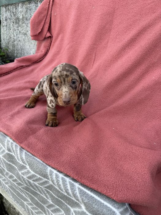 Teckel macho miniatura