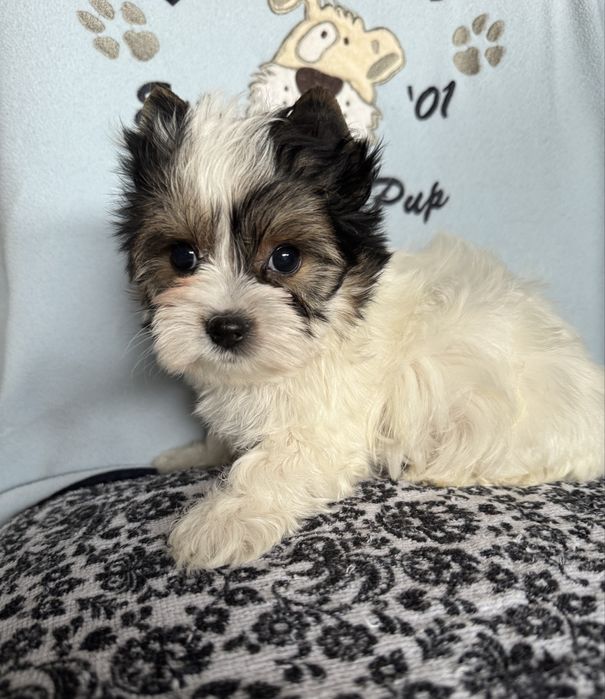 Szczeniaczek york biewer, wyjątkowej urody piesek