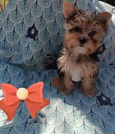 Yorkshire terrier blu merle -unikatowy piesek