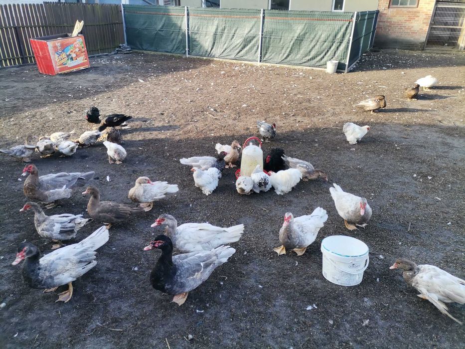 Kaczki francuskie pełno barwne