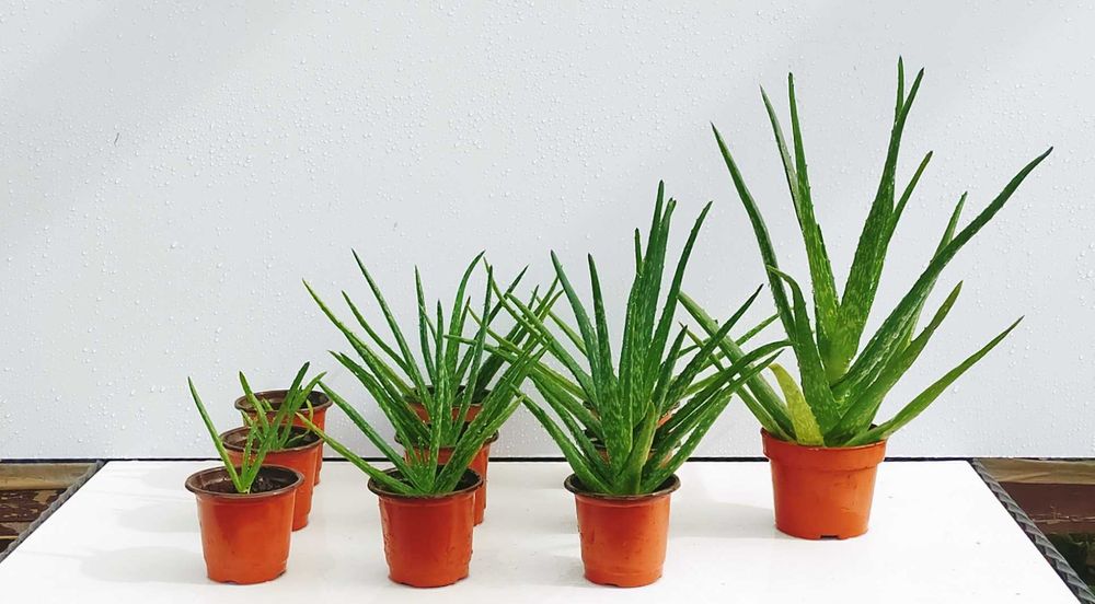 Plantas Aloe Vera de vários tamanhos