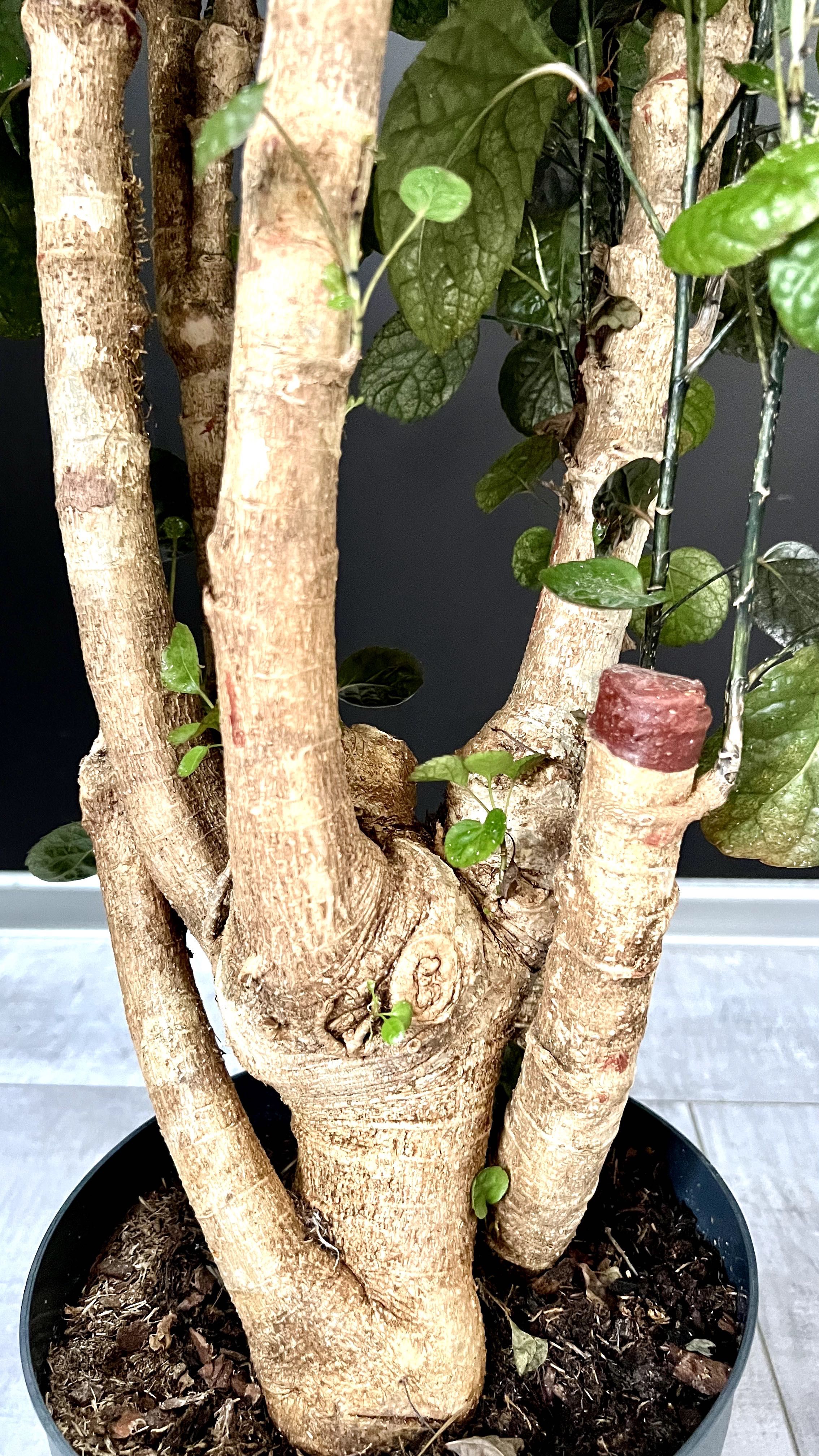 Polyscias Fabian