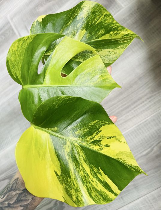 Монстера Yellow варієгатна жовта