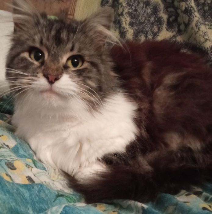 Стерилізована киця