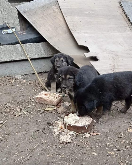 Очень хорошие  они милые добрые