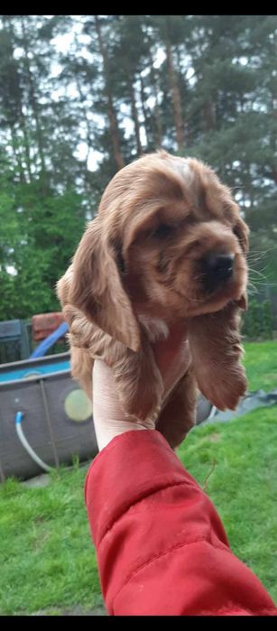 Cocker spaniel suczka