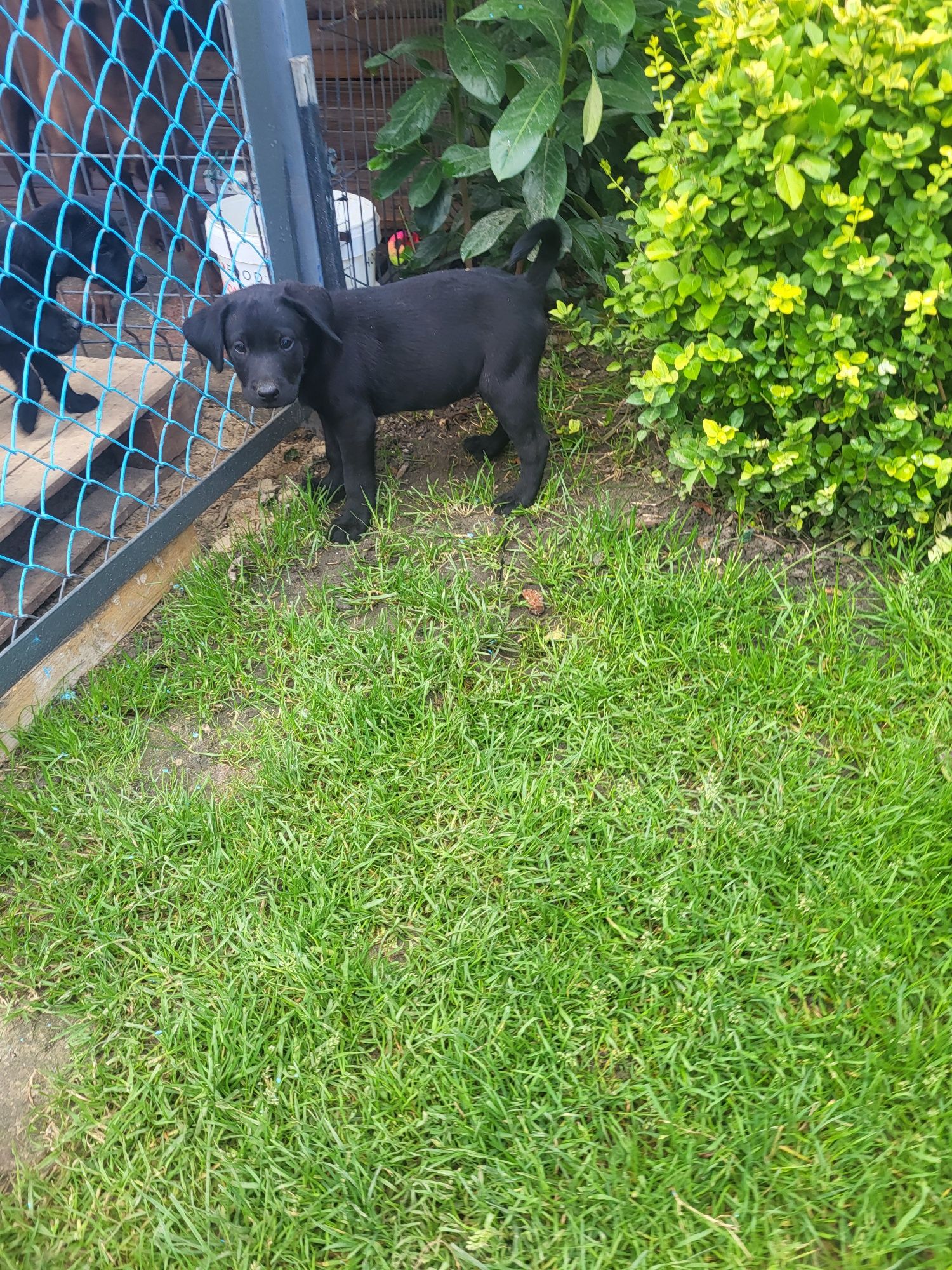 Labrador Retriever