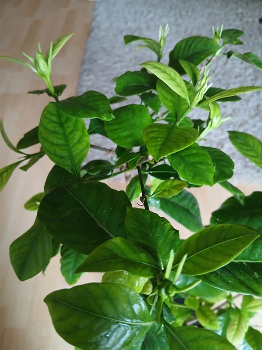 Продам гарденію жасминовидну