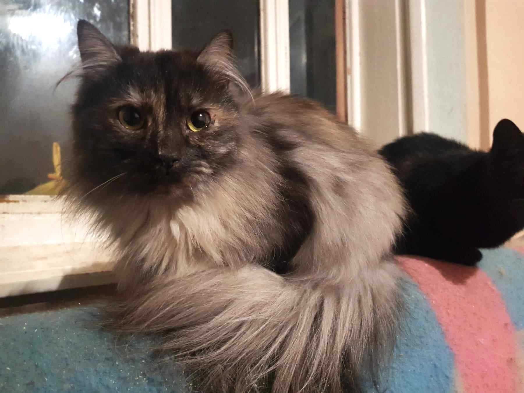 LILY szara długowłosa piękność z FIV+ i FeLV+ pilnie potrzebuje domu