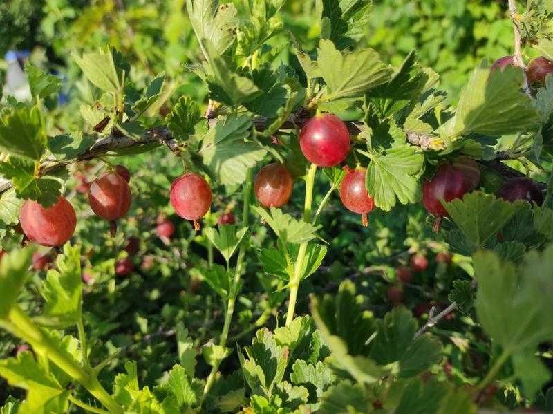 Продам саженцы крыжовника, морозы выдержал