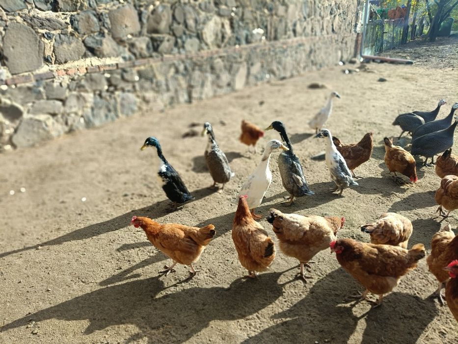 Biegusy, Biegus, stadko  7 sztuk