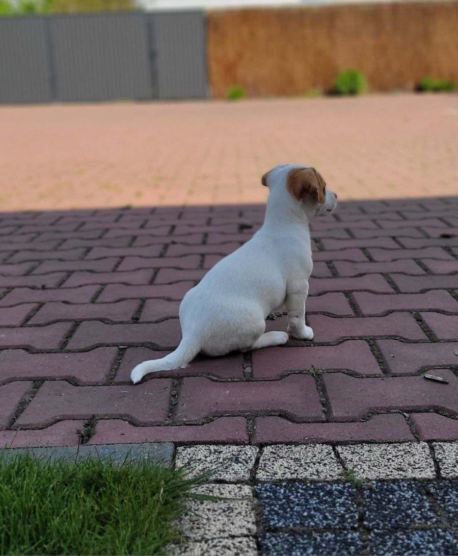 Jack Russell Terrier Piękny Piesek