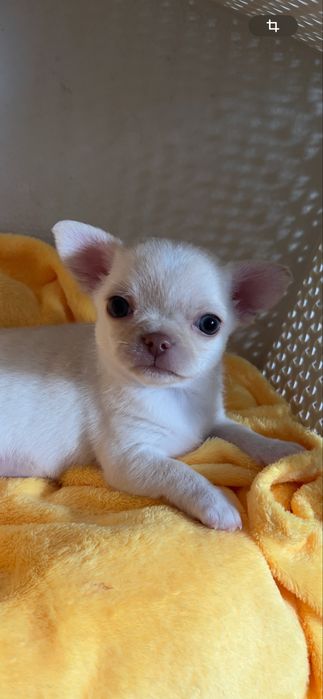 Чіхуахуа дівчинка