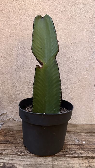 Cacto Euphorbia candelabrum- vários tamanhos