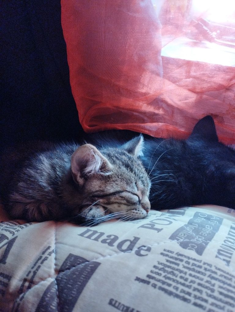 Котята дівчата..