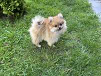Suczka szpic miniaturowy pomeranian