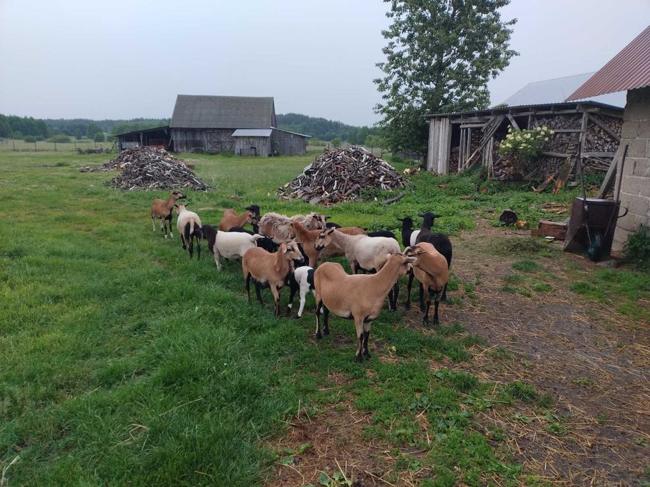 Owce i baranki kameruńskie