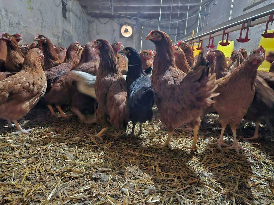 Młode urki nioski Rosa kolor i brązowa dowóz gratis