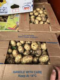 Продам молоду  картоплю ривьера 40 грн