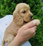 Piękny Cocer Spaniel z rodowodem