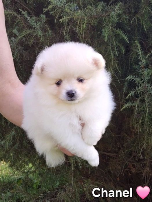 szpic miniaturowy, pomeranian , suczka