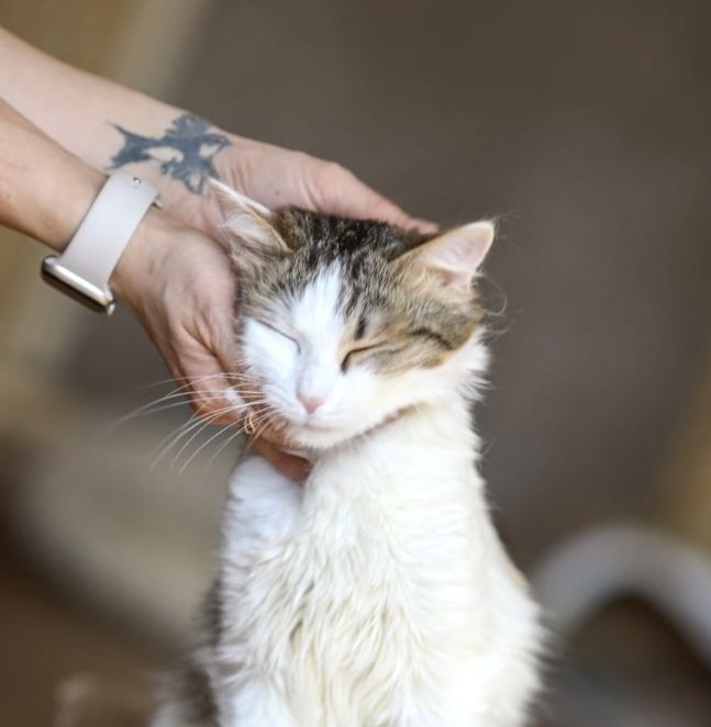 Шанель 1 год, котенок, девочка, малышка