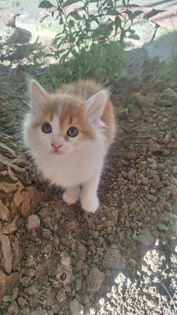 Ищу семью для котят