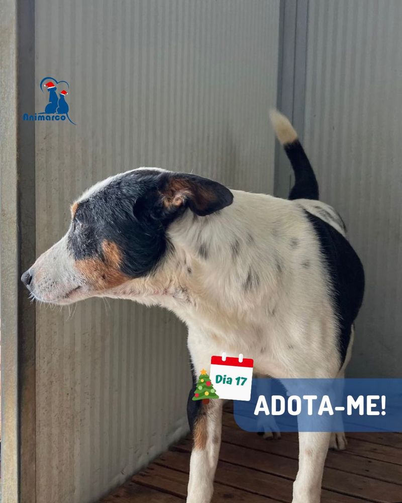 Zorro - cao porte pequeno/ medio