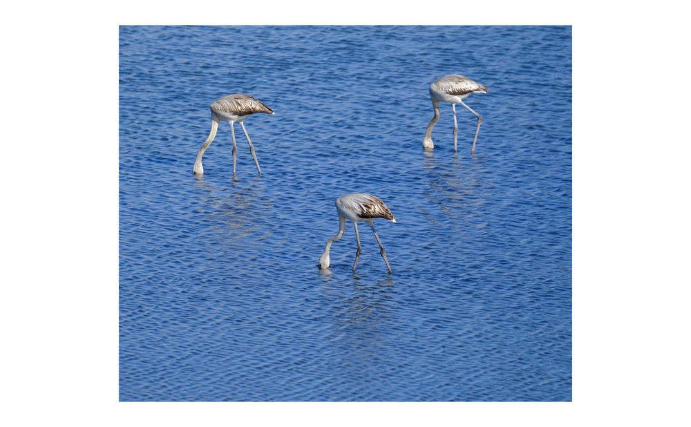 Fujifilm XF 55-200mm f/3.5-4.8