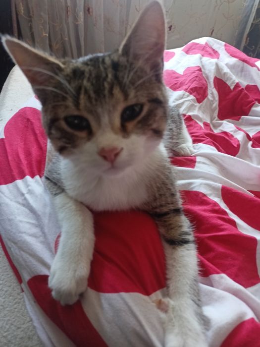 Kocurek do adopcji