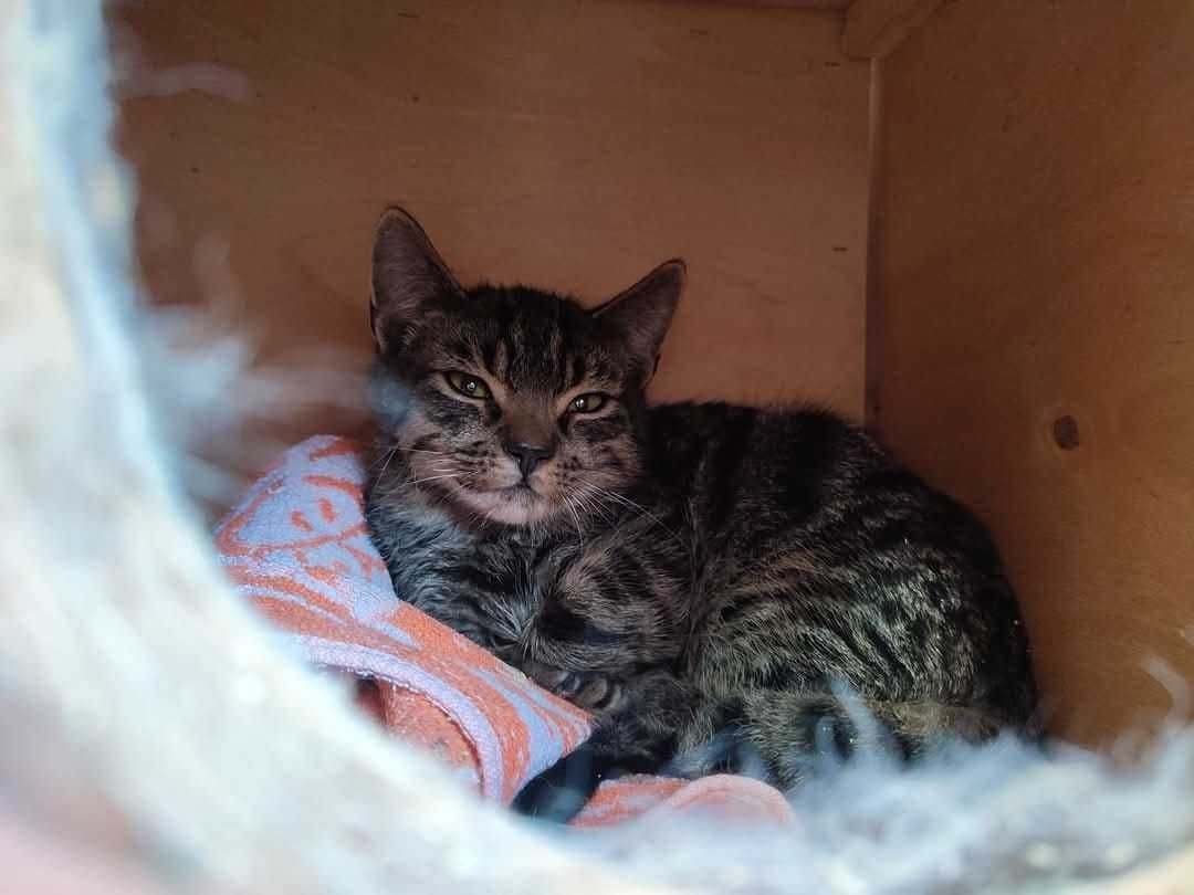 Tytus,Romek,około 5 mcz.Kocie Cudeńka czekaja na wspólną adopcję Żyrar