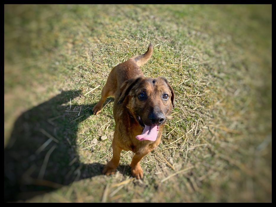 Słodziak pies w  typie Posakowca Bawarskiego