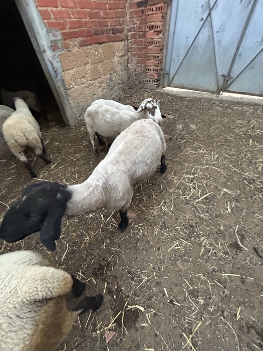 Animais de quinta