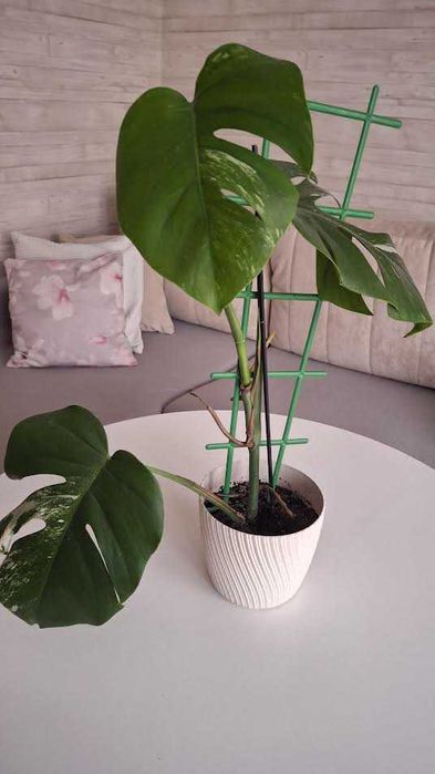 monstera variegata